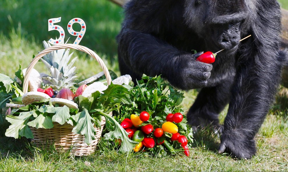 El segundo gorila más viejo del mundo come de una cesta de cumpleaños en el zoo de Berlín. REUTERS/Hannibal Hanschke