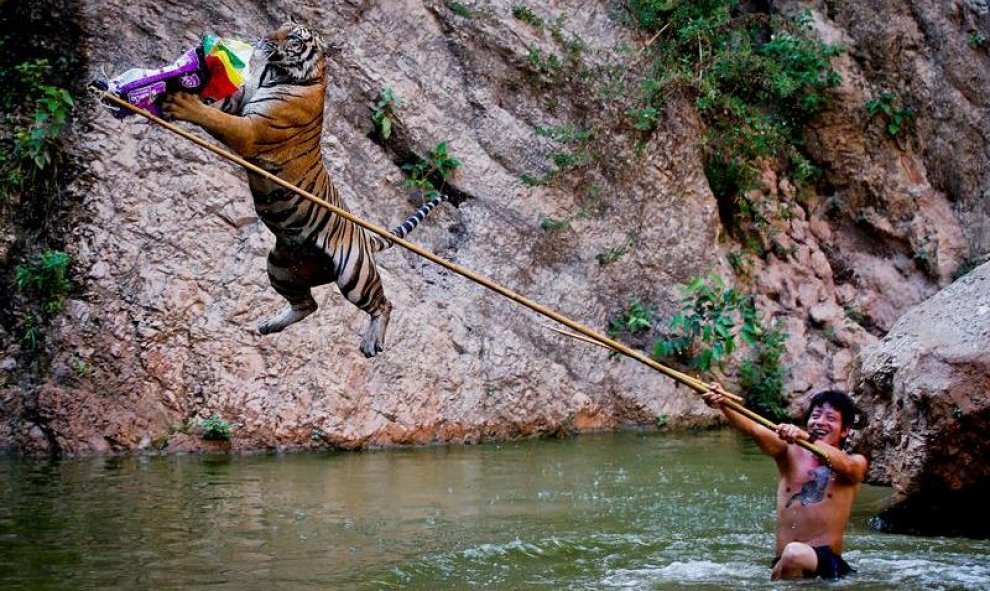 Un entrenador, apodado "El super hombre-tigre", juega con un tigre en el Templo del Tigre en la provincia de Kanchanaburi, Tailandia. EFE/Diego Azubel