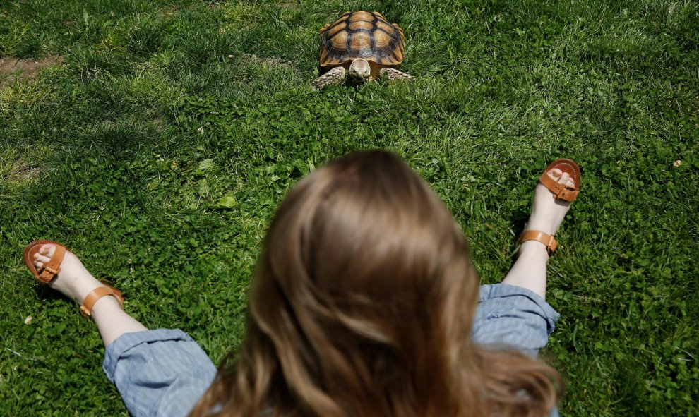 El paseo de Henry, una tortuga africana, por Central Park. REUTERS/Shannon Stapleton