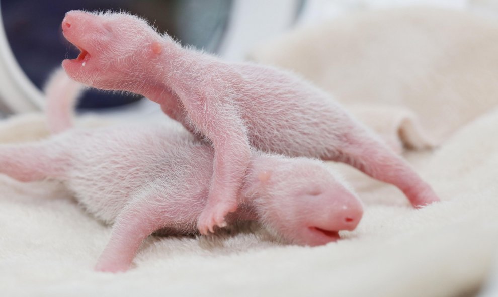 Cachorros gemelos de panda gigante en Chengdu , provincia de Sichuan, China. Un panda gigante llamado Ya Li dio a luz a los gemelos que son los primeros gemelos panda gigante que nacen en el mundo.- REUTERS