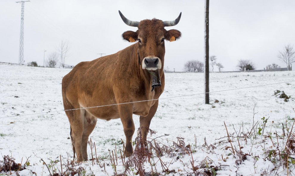 Una vaca rodeada de nieve durante la primera nevada del año en las montanas de Os Ancares, en la provincia de Lugo./ Carlos Castro (Europa Press)