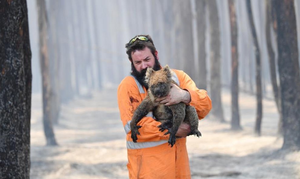 El rescatista de flora y fauna de la región australiana de Adelaida Simon Adamczyk sostiene en brazos a un koala después de haberle salvado del fuego | EFE