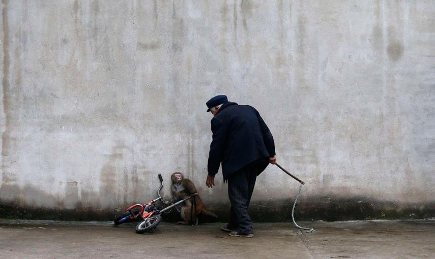 Un mono se encoge al ver acercarse a su entrenador en un circo en Suzhou. //  WILLIAM HONG (REUTERS)