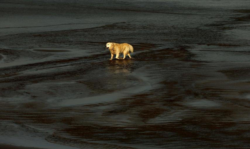 A dog walks on East Strand beach in the town of Portrush near the Giants Causeway in Northern Ireland January 2, 2015. REUTERS/Cathal McNaughton