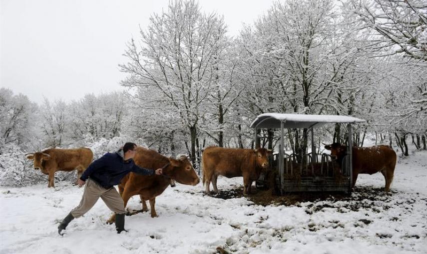 n hombre con su ganado en Parada de Sil (Ourense), que amanecía hoy bajo nevado debido al temporal de frío y viento que afecta a Galicia y gran parte de la península. EFE/Brais Lorenzo