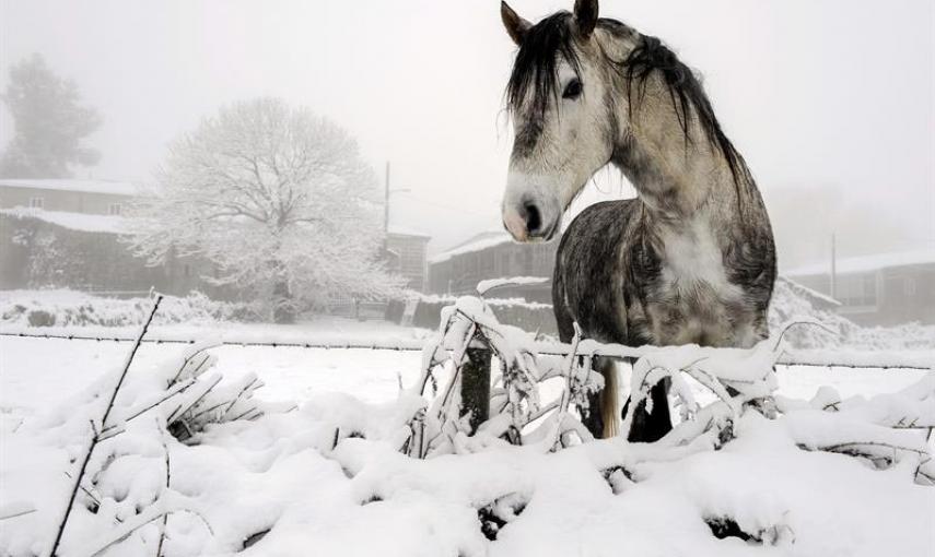Un caballo en una parcela de la localidad ourensana de Casardansola, que amanecía hoy nevada debido al temporal de frío y viento que afecta a Galicia y gran parte de la península. EFE/Brais Lorenzo