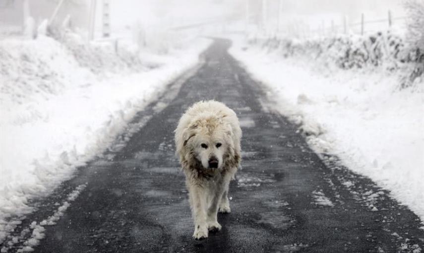 Un perro deambula por una carretera secundaria cercana a la localidad de Casardonsola (Montederramo), que amanecía hoy nevado debido al temporal de frío y viento que afecta a Galicia y gran parte de la península. EFE/Brais Lorenzo