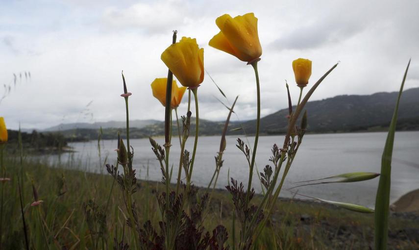 Amapolas de California florecen a orillas del lago Mendocino en California (Estados Unidos)./ EFE