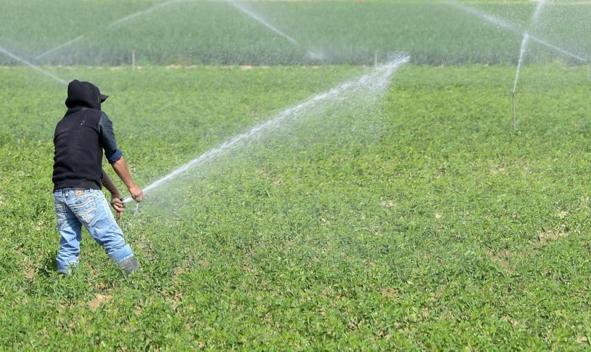 Un granjero repara un sistema de aspersión en un sembrado de tomates hoy, lunes 6 de abril de 2015, cerca de Bakersfield, California (EE.UU.)./ EFE/Michael Nelson