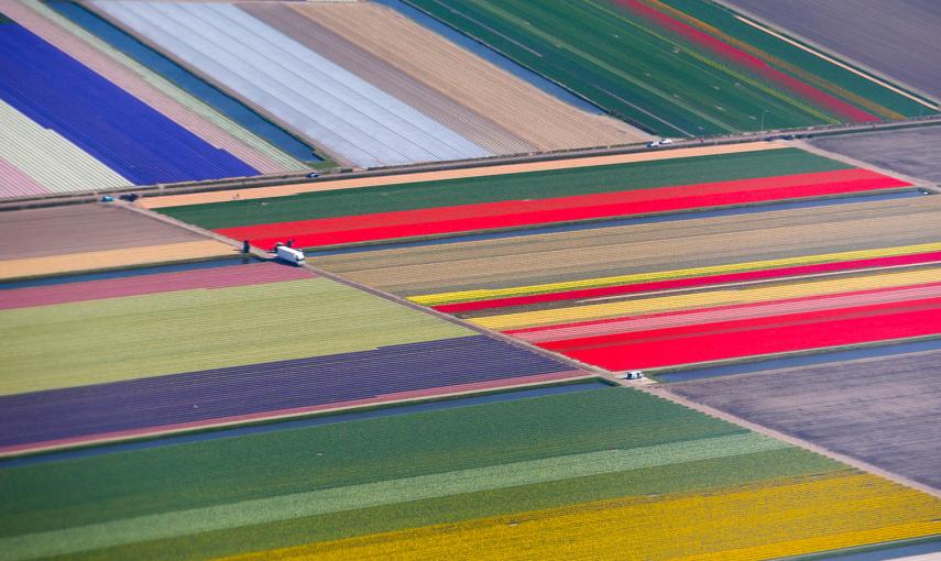 Vista aérea de los campos de flores, cerca del parque de Keukenhif, conocido como el Jardín de Europa, en los Países Bajos.- YVES HERMAN (REUTERS)