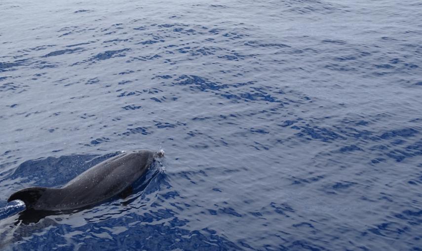 Una foto tomada el 23 de abril a escasas millas del puerto de Puerto Rico (Sur de Gran Canaria) de un delfín mular adulto con la aleta dorsal impregnada de petróleo. Fotografía cedida a Greenpeace por Juan Maestro, alumno de Veterinaria