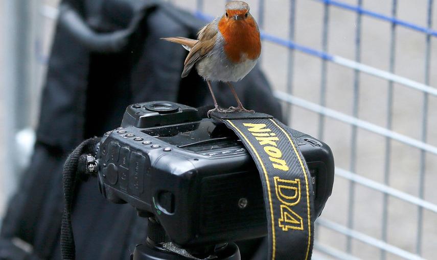 Un petirrojo se detiene sobre la cámara de un fotoperiodista ante el número 10 de Downing Street, en Londres (Reino Unido).- PHIL NOBLE (REUTERS)