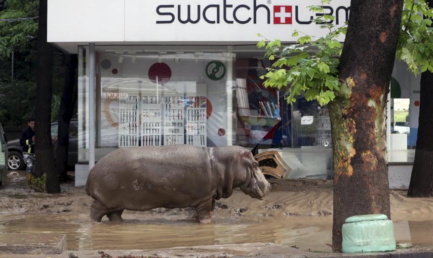 Un hipopótamo camina por las calles enfangadas de Tblisi, tras escapar del zoo de la capital de Georgia debido a las fuertes inundaciones. REUTERS/Beso Gulashvili