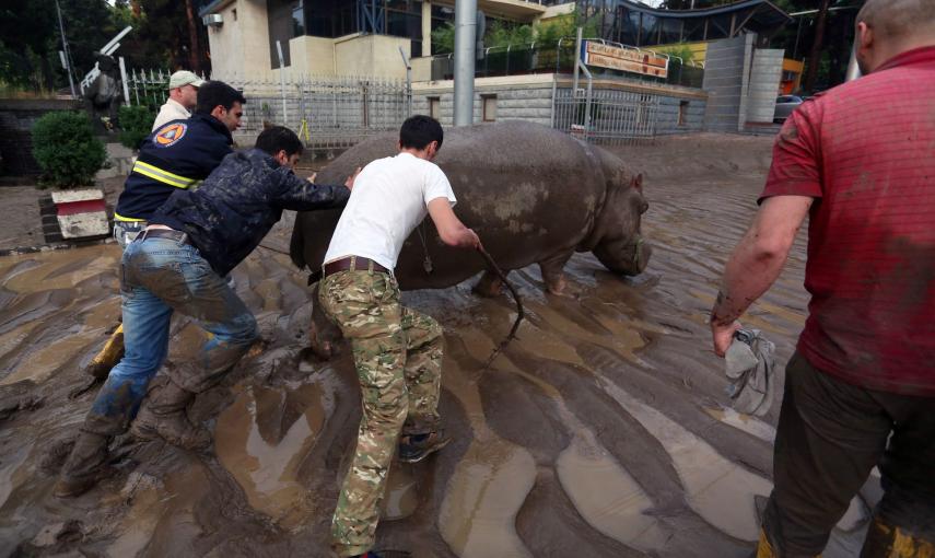 Un grupo de ciudadanos georgianos empuja a un hipopótamo espacado del zoo tras las fuertes inundaciones que han golpeado la capital del país, Tblisi.. EFE/EPA/BESO GULASHVILI
