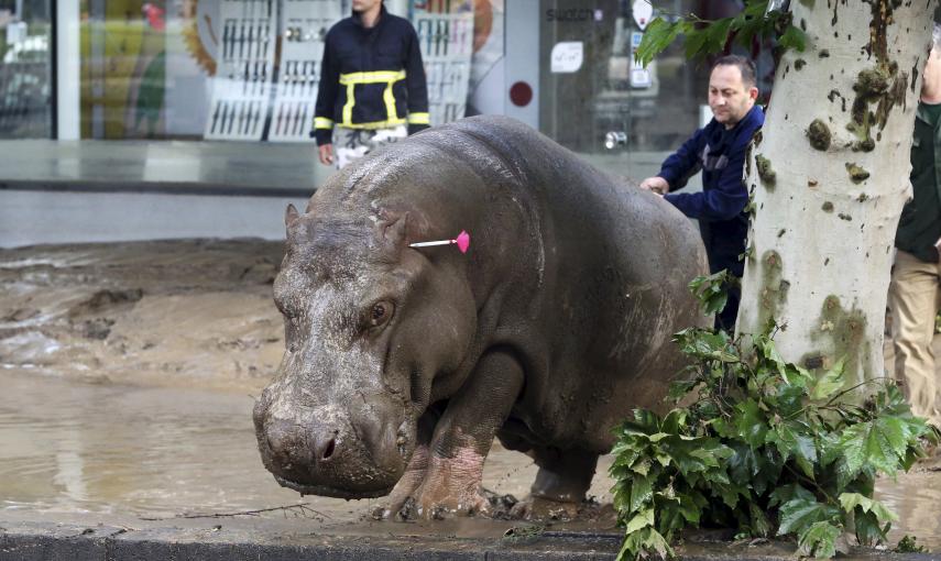 Un hombre dirige al hipopótamos después de haberle disparado con un dardo tranqulizante. El animal se escapó del zoo de Tblisi por las fuetes riadas que golpearon la capital de Georgia. REUTERS/Beso Gulashvili