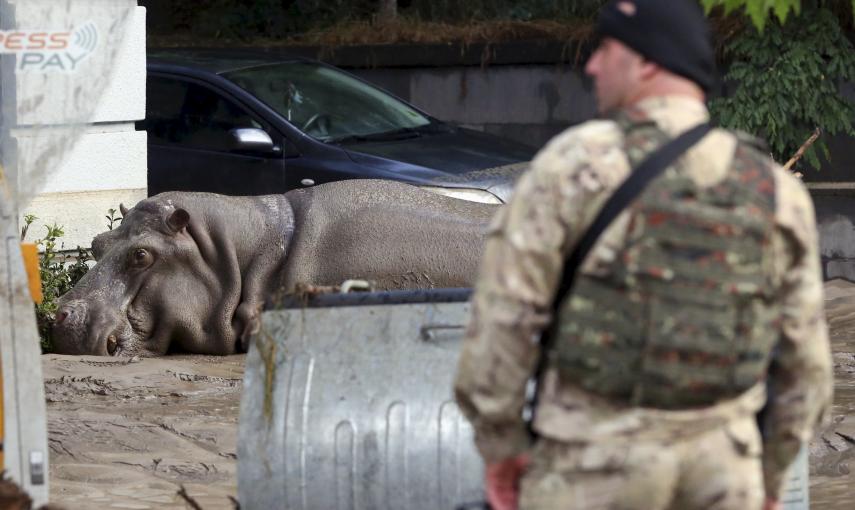 Un policía junto a un hipopótamo en la calle enfangada de Tblisi. El animal se escapó del zoo por las fuetes riadas que golpearon la capital de Georgia. REUTERS/Beso Gulashvili