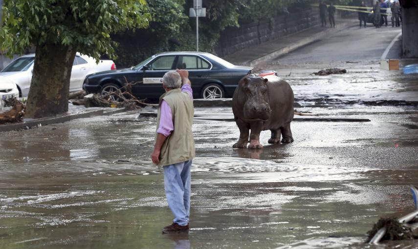 Un hombre hace gestos a un hipopótamo en la calle enfangada de Tblisi. El animal se escapó del zoo por las fuetes riadas que golpearon la capital de Georgia. REUTERS/Beso Gulashvili