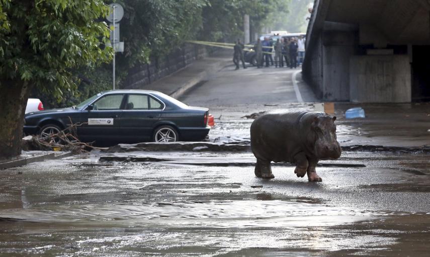 Un hipopótamo camina por las calles enfangadas de Tblisi. El animal se escapó del zoo por las fuetes riadas que golpearon la capital de Georgia. REUTERS/Beso Gulashvili