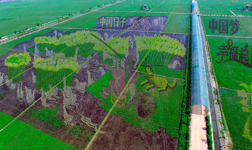 Un mural creado en las plantas de arroz en un campo de arroz en Shenyang, provincia de Liaoning, China.- SHENG LI (REUTERS)