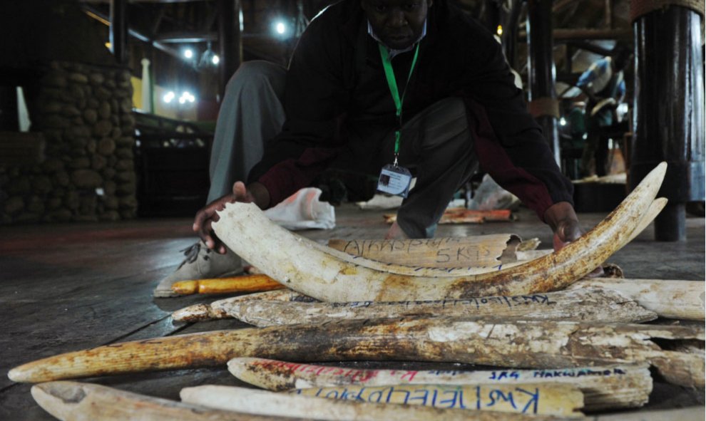 Un miembro de los Servicios de Vida Silvestre de Kenia (KWS) hace el inventario de las existencias ilegales de marfil de elefante en la sede de KWS en Nairobi el 21 de julio de 2015. Kenya ha puesto en marcha un inventario electrónico nacional de marfil d