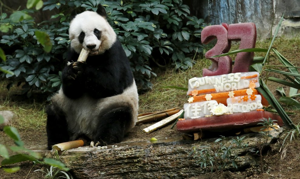 Un panda gigante Jia Jia come junto a un pastel de cumpleaños hecha de hielo y verduras. Cumple 37 años de edad en el Hong Kong Ocean Park, China, 28 de julio de 2015. Jia Jia ha ganado un Guinness World Record por ser " el Panda más antiguo en cautiverio
