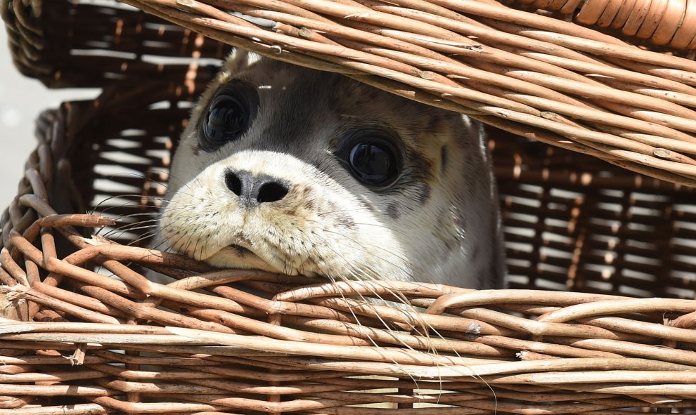 Una foca joven se asoma desde una caja en la isla Juist, el norte de Alemania, el 28 de julio 2015, antes de ser liberado. Las focas fueron reintroducidas en la naturaleza en la zona de Norddeich . AFP PHOTO / DPA / CARMEN Jaspersen