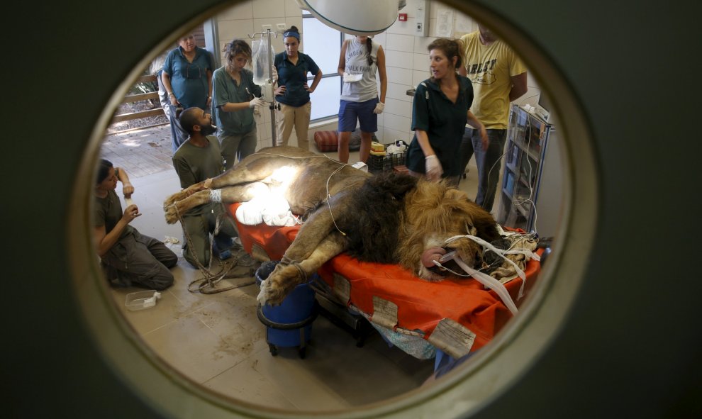 Personal del Zoo Safari de Ramat Gan y miembros de un equipo veterinario preparan un león de ocho años de edad, llamado Samuni, para un procedimiento quirúrgico para extirparle un tumor de su abdomen.  Cerca de Tel Aviv, Israel, 29 de julio de 2015. REUTE