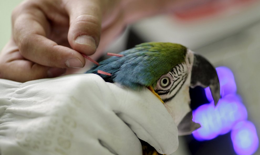 Un guacamayo de garganta azul recibe una terapia de acupuntura y láser en el hospital veterinario en el parque zoológico de Brasilia, 30 de julio de 2015. El hospital utiliza esta terapia para mejorar la salud y el bienestar de los animales con enfermedad