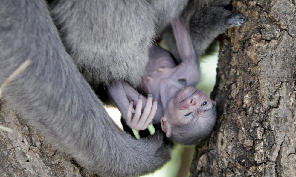 Un bebé Gibón plateado recién nacido en manos de su madre en el Zoo de Praga, República Checa, 30 de julio de 2015. El bebé de la especie en riesgo de extinción nació el martes y es el primero nacido en cautiverio en la República Checa, según el zoológico