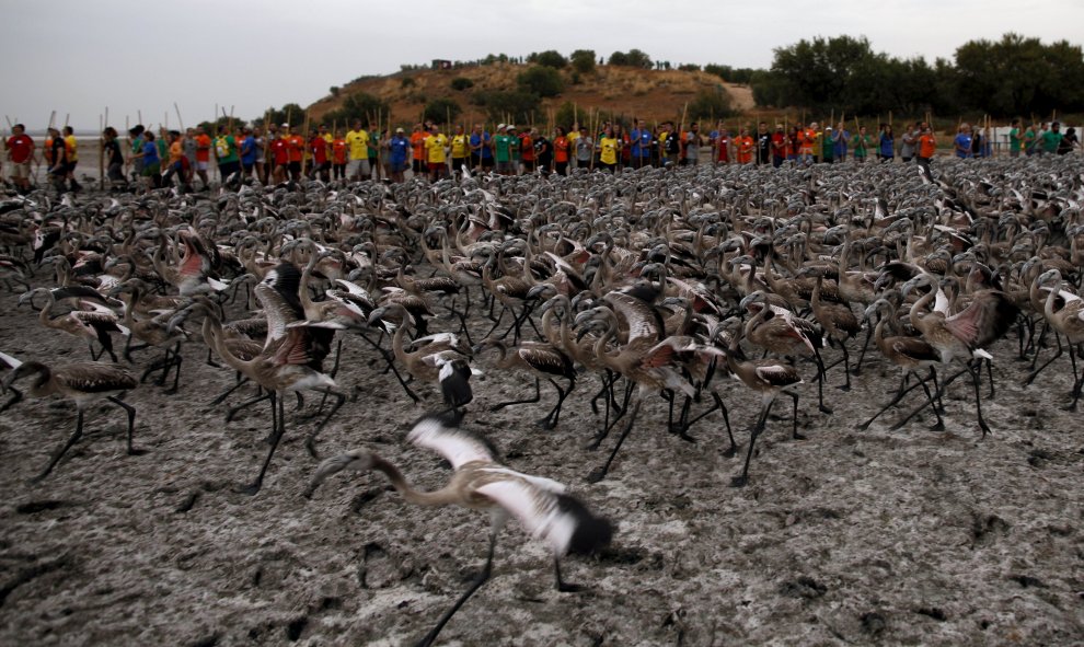 Más de 450 personas han participado en el anillamiento de pollos de flamenco que ha tenido lugar este año en la Reserva Natural Laguna de Fuente la Piedra, en Málaga. REUTERS