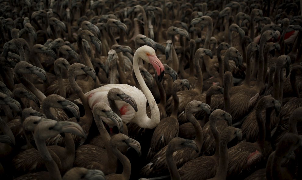 Este sábado se han anillado más de 600 pollos de flamenco de las 13.025 crías han nacido este año a raíz de las 15.000 parejas reproductoras / REUTERS