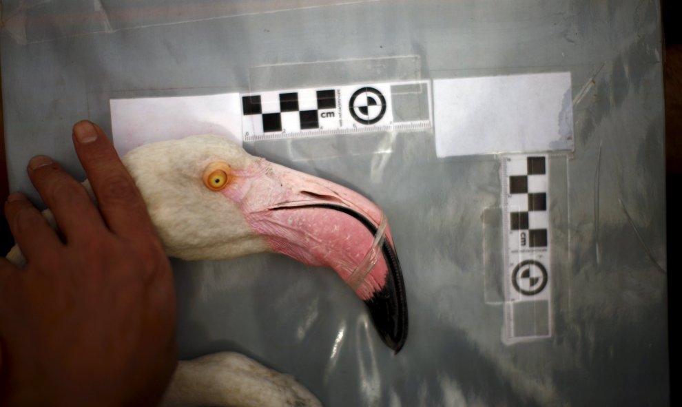 Todas estas operaciones con los pollos de flamencos tienen una duración aproximada de unas cuatro horas y permiten la identificación a distancia de las aves sin necesidad de capturarlas / REUTERS