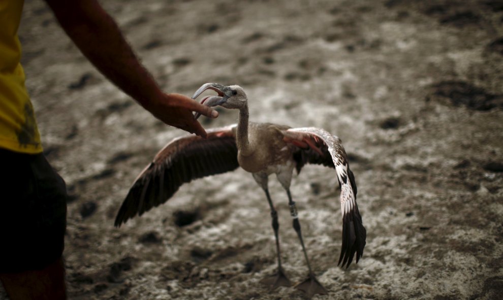 Uno de los pollos de flamenco antes de ser anillado por los voluntarios en la Reserva Natural Laguna de Fuente la Piedra, en Málaga. REUTERS