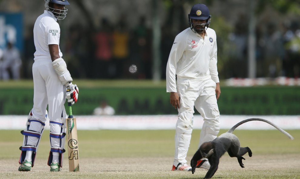 Jehan Mubarak de Sri Lanka y Rohit Sharma, de India, se sorprenden cuando un mono corre por delante de ellos en medio de su primer partido de cricket del día en Galle, Sri Lanka, 14 de agosto de 2015. REUTERS / Dinuka Liyanawatte