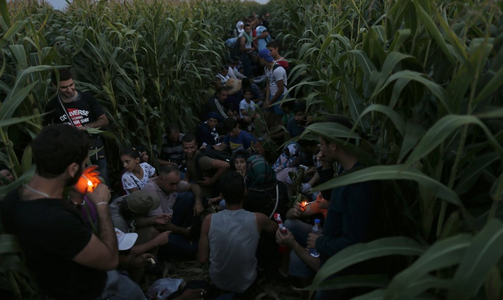 Unos inmigrantes se ocultan entre plantas de maíz, en Horgos, junto a la frontera serbio-húngara.-O. TEOFILOVSKI