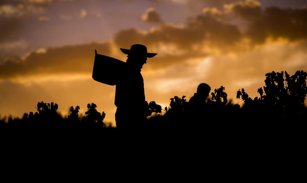 Recogida de la uva con denominación Montilla Moriles en la localidad cordobesa de Montilla, que soportan las altas temperaturas de cuarenta grados de la provincia. EFE/Rafa Alcaide