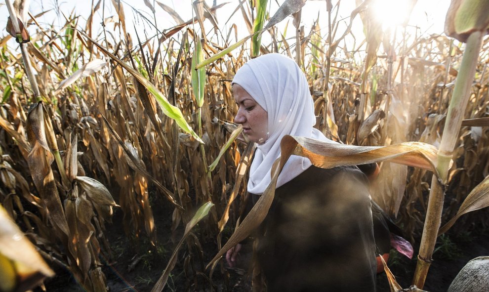 Una refugiada siria camina por un maizal cerca de la frontera entre Hungría y Serbia cerca de Roszke (Hungría) .- EFE/Sandor Ujvari