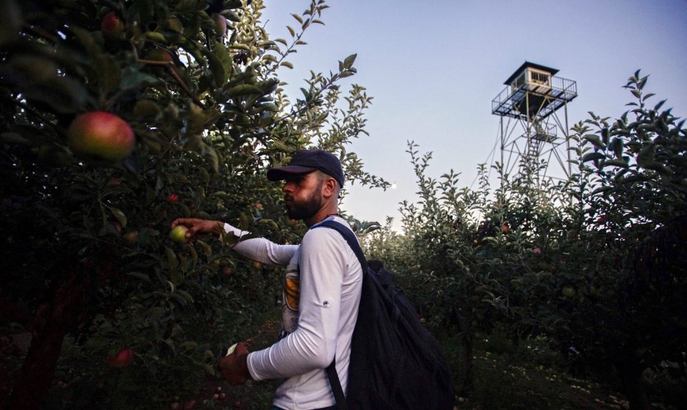 Un refugiado sirios coge una manzana durante su caminata junto a la frontera, antes de hacer noche y tratar de atravesar la alambrada de cuchillas levantada por Hungría en su frontera con Serbia.- EFE/SANDOR UJVARI