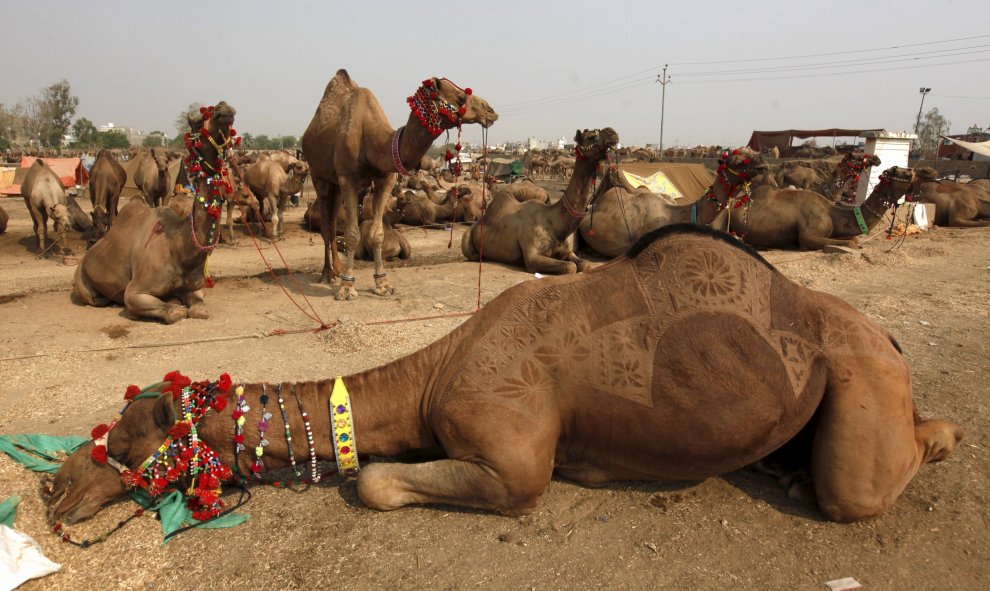 Un camello decorado descansa en el mercado de animales en las afueras de Karachi, Pakistán, 21 de septiembre de 2015. REUTERS/Akhtar Soomro