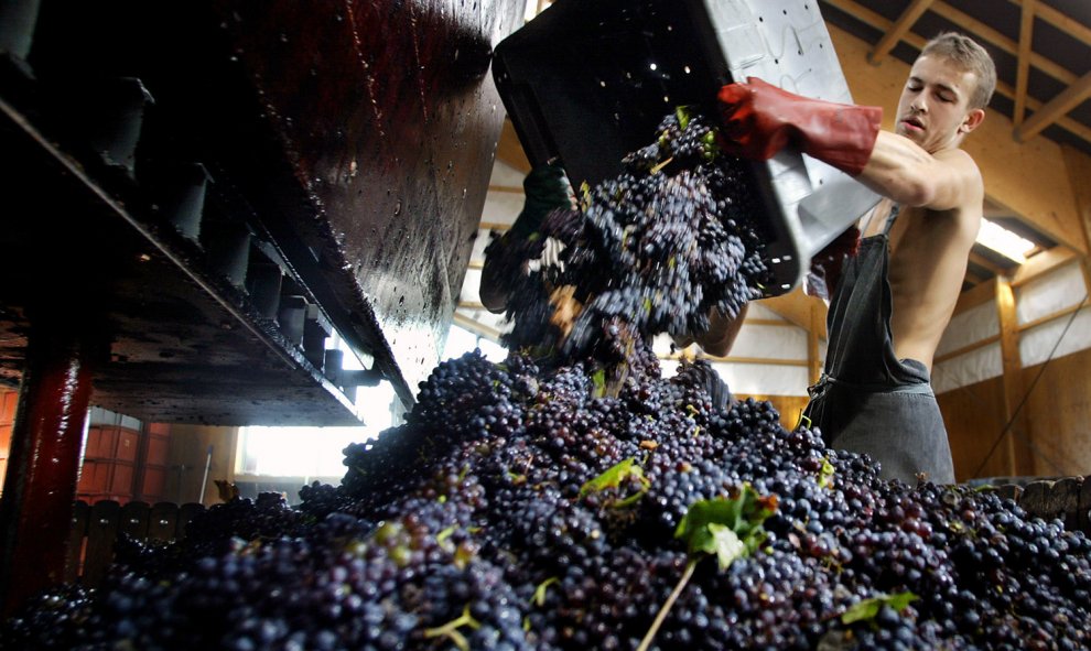 Jean-Pierre Fleury cultiva su propio vino en Courteron, Francia. ALAIN JULIEN  (AFP)