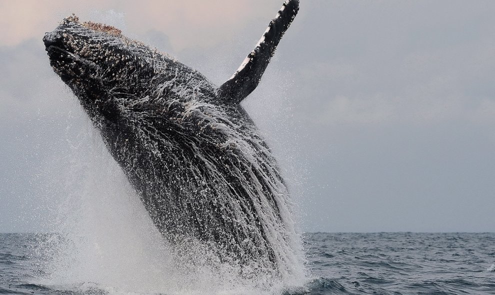 Una ballena salta en la costa de Libreville, en Gabón. STEPHANE BERRY (AFP)