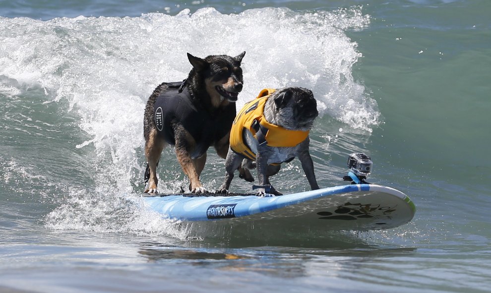 Un campeonato de surf para perros en la playa de Huntington, California. REUTERS/Lucy Nicholson
