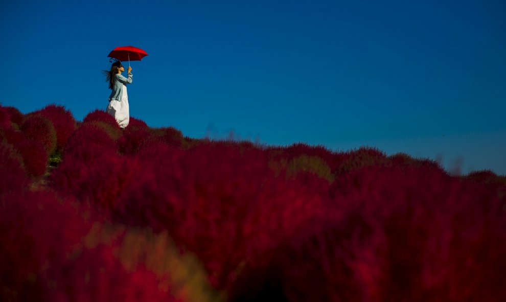 Campo de epilobios en el Parque Costero Hitachi, en la ciudad japonesa de Hitachinaka. / THOMAS PETER (REUTERS)