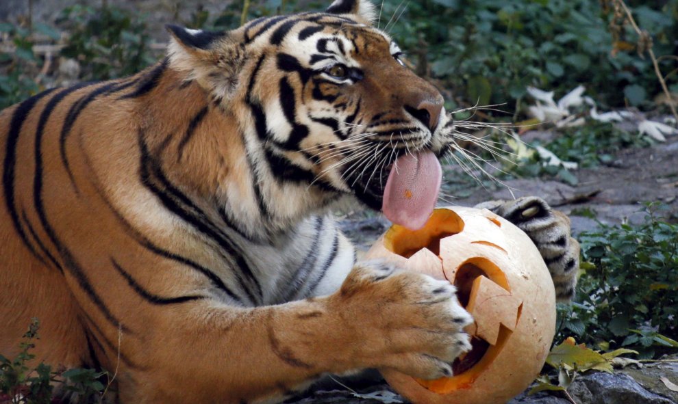 Un tigre se come una calabaza durante las celebraciones de Halloween en un zoológico de Kiev. REUTERS/Valentyn Ogirenko
