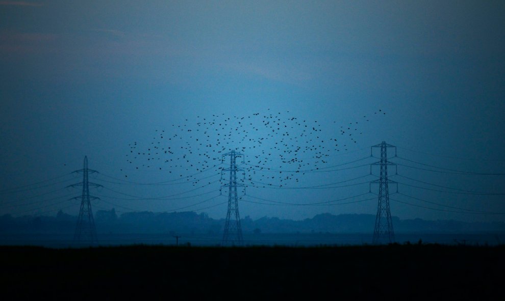 Una bandada de estorninos vuelan al atardecer ante varias torres de electricidad en el condado de Kent, en Graveney, Gran Bretaña.- REUTERS / Dylan Martínez