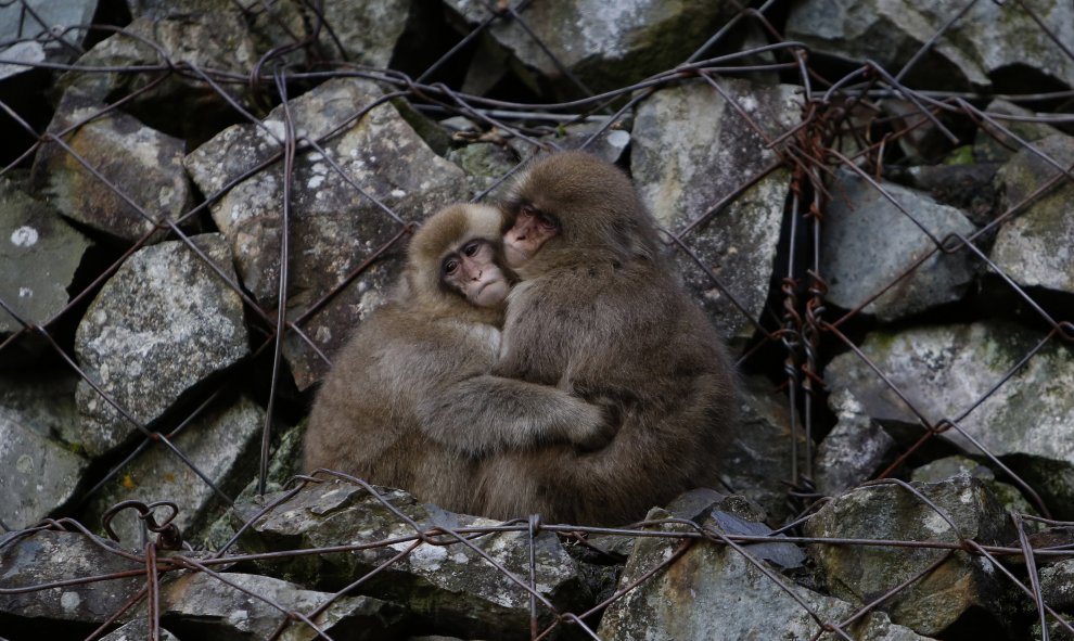 El abrazo de unos macacos japoneses. Nagano, Japón. REUTERS/Yuya Shino