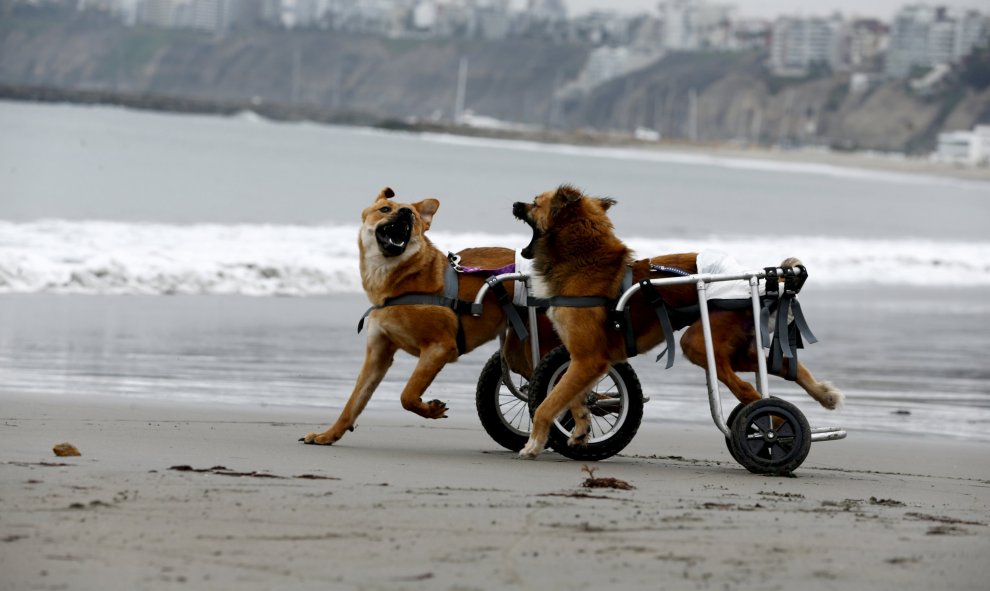 Pelusa y Huellas, dos perros parapléjicos en sillas de ruedas juegan en la playa Pescadores en Chorrillos, Lima. REUTERS / Mariana Bazo
