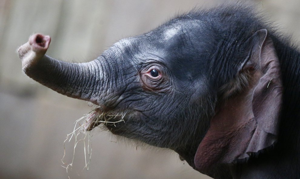 Un elefante nacido el día de año nuevo es presentado ante los medios de comunicación en el zoológico Tierpark en Berlín. REUTERS/Hannibal Hanschke