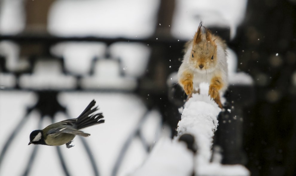 Un pájaro vuela delante de una ardilla que corre en una valla después de una nevada en un parque en Almaty, Kazajistán. REUTERS/Shamil Zhumatov