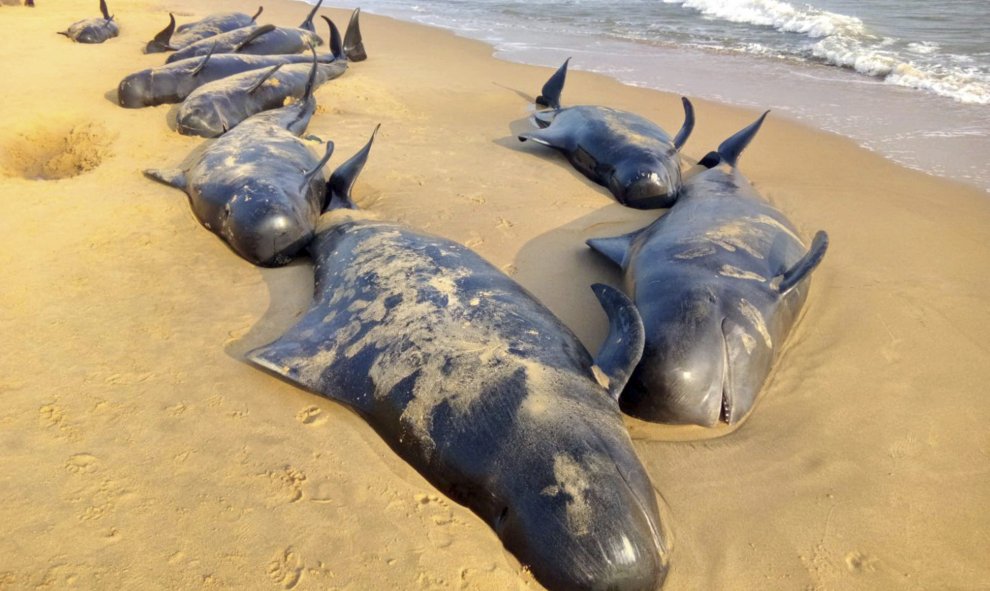 Ballenas piloto yacen sobre la arena de una playa tras quedar varadas cerca de Titicorin, en Tamil Nudu (India). EFE